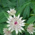 Astrantia major (3)